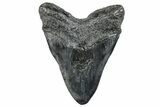Huge, Fossil Megalodon Tooth - South Carolina #289372-2